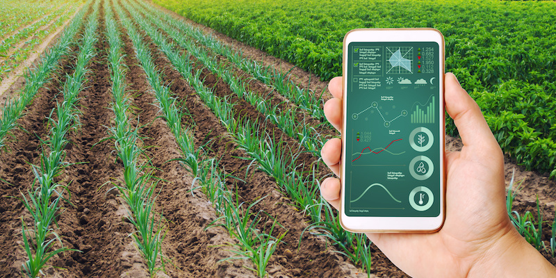A hand is holding a smartphone with infographics on the background of field of young green leek plantations. innovative technologies, data analyzing on plants status. Growing vegetables, Agribusiness